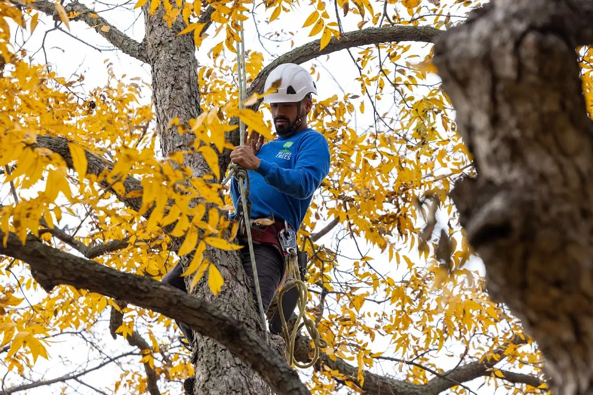 Skilled Tree Planing crew working in Liberty